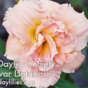 May include: Close-up of a double-petaled daylily flower. The flower has soft peach-pink petals with a yellow center. The petals are ruffled and layered, creating a full, textured appearance. The image includes text: "The Daylily Society Cultivar Database" and "www.daylilies.org".