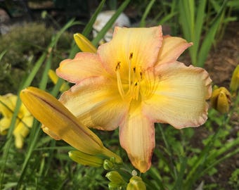 May include: A daylily flower with six petals in shades of soft yellow and peach, featuring a bright yellow center and prominent stamens. The bloom is surrounded by several unopened flower buds and long, slender green leaves in a garden setting.