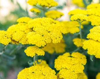 Achillea Moonshine, yellow yarrow, 4 inch pot