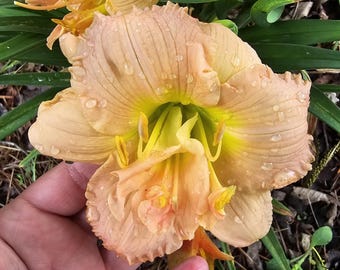 Siloam Double Classic Daylily, Bright Pink Self, 1 Fan