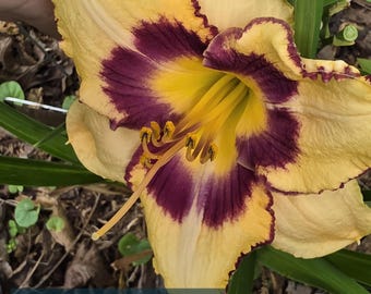 Unusual Revelations daylily, 1 Fan, Peach Amber with Mauve Wine Eye