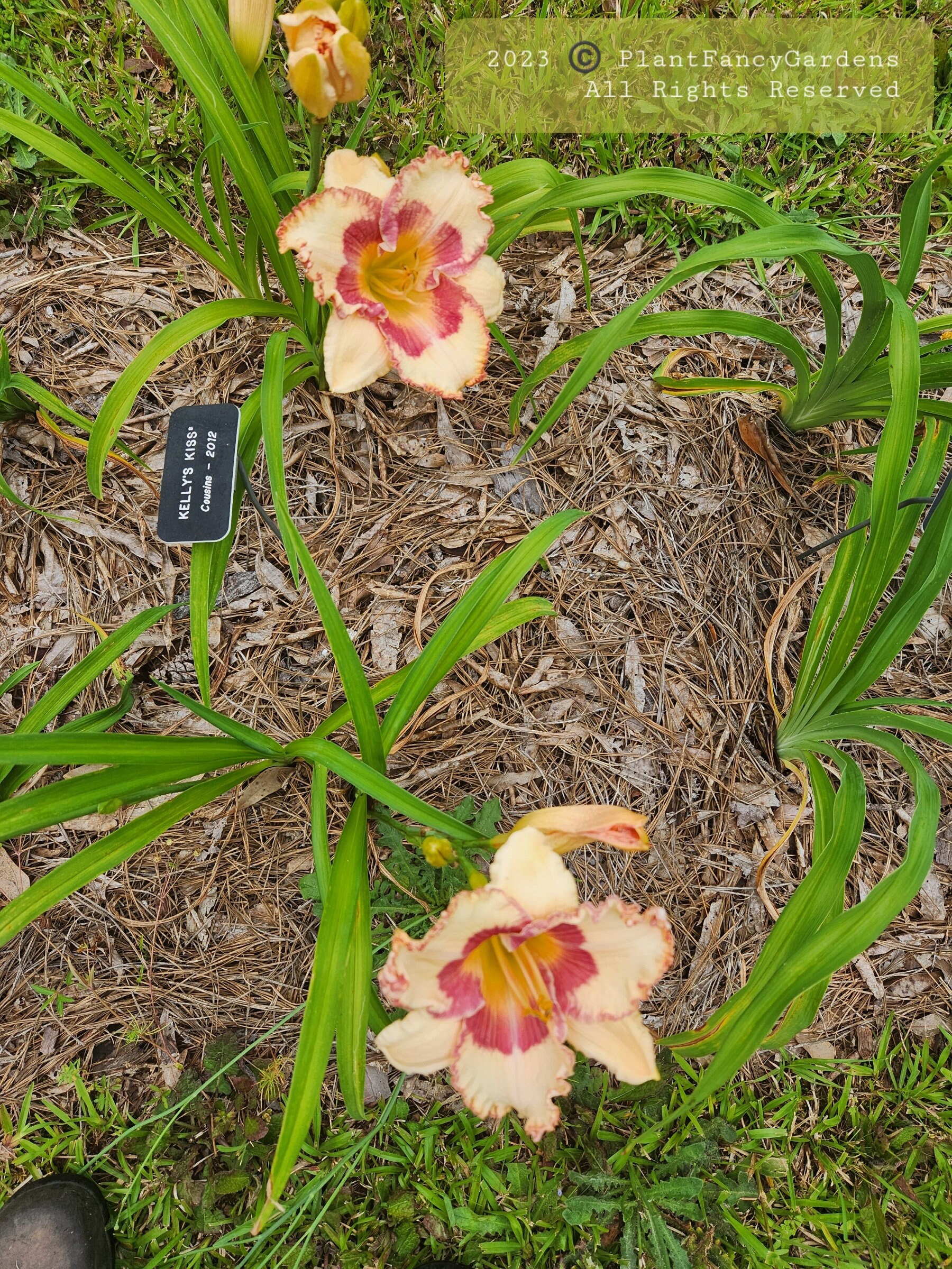 Kelly's Kiss Daylily Etsy