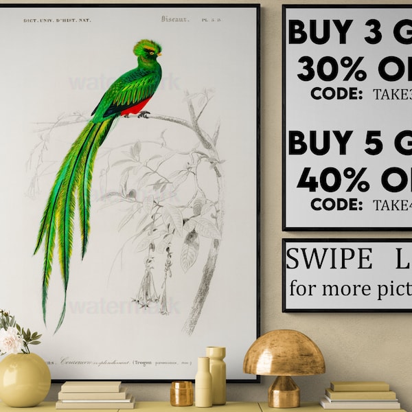 Quetzal Bird Vintage Print, Bird Poster, Bird Art, Bird Picture, Bird Illustration, Home Decor, Wall Art, Orbigny Bird Print VP222