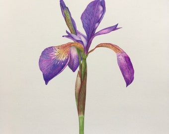 Stampa Iris 25x25 cm