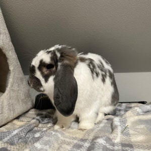 Rabbit poop; five pieces