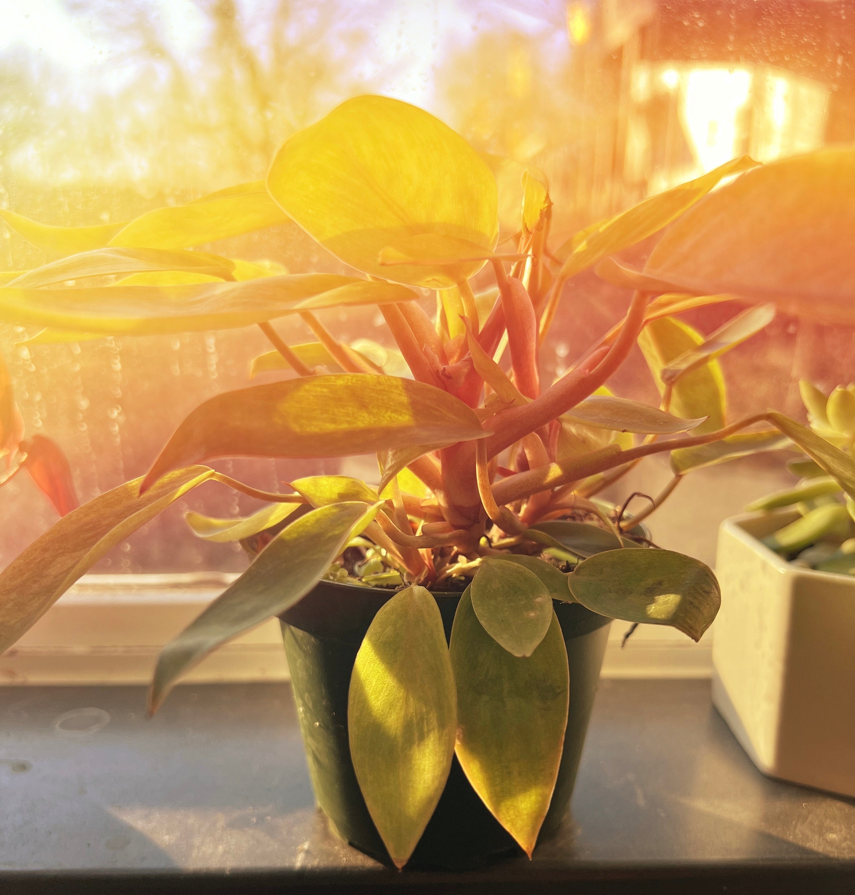 Philodendron erubescens - Etsy 日本