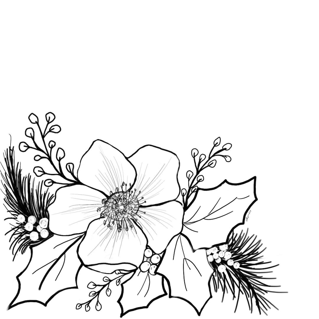 Free Printable Christmas Roses Christmas Rose Drawing Template/outline Digital Download for Coloring ...