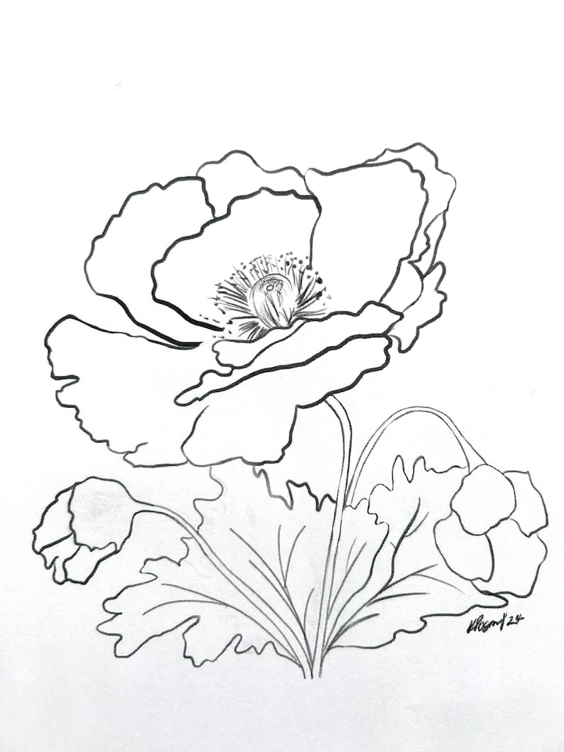 Poppy Line Drawing - Etsy Canada