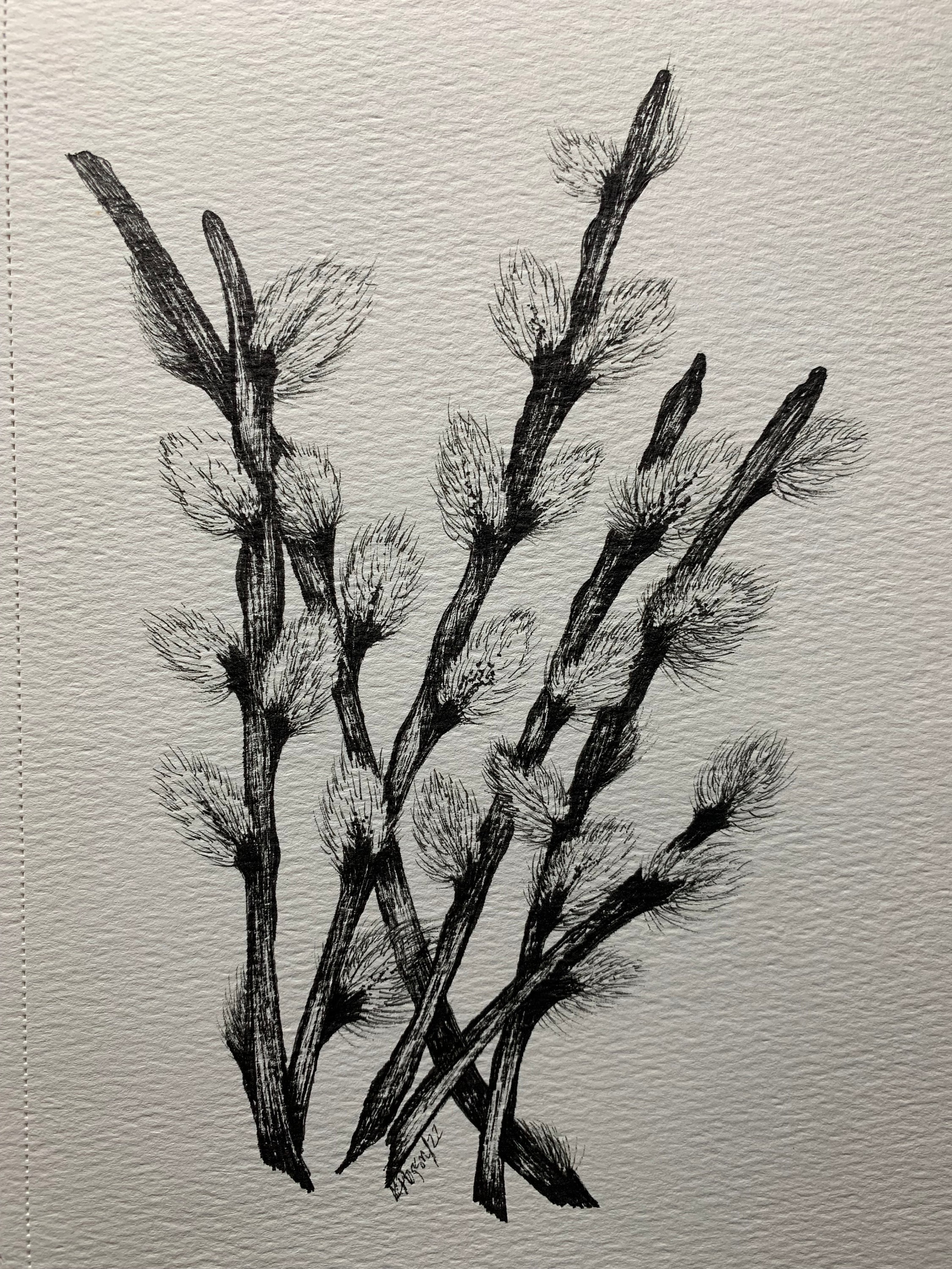 Pussy Willow Sketch - Etsy Singapore