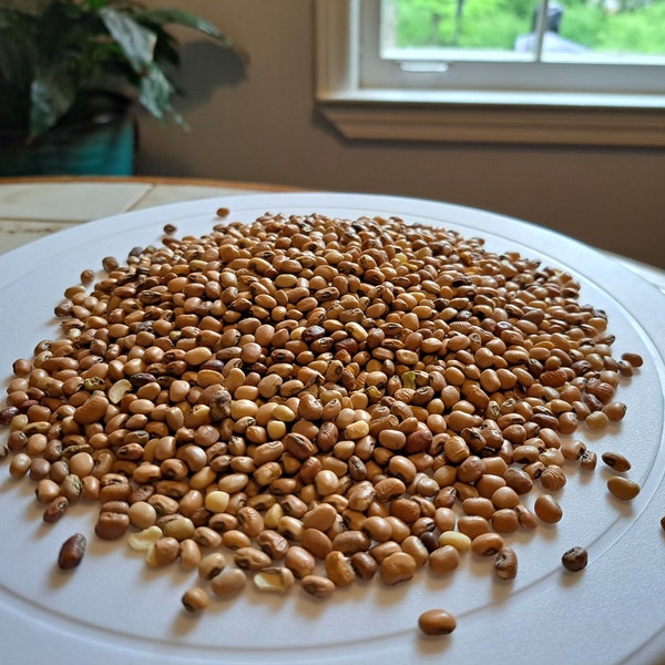 Cowpea (Vigna unguiculata) - Heat and Drought Tolerant Nitrogen-Fixing Cover Crop Seeds - 1 pound