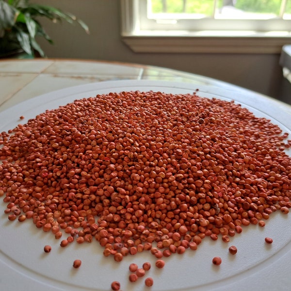 Milo Grain Sorghum (Sorghum bicolor) - Gluten-free & Productive Drought-Resistant Grain Seeds - half (1/2) pound