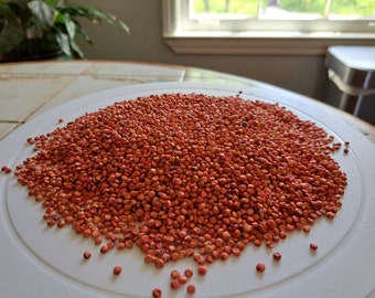 Milo Grain Sorghum (Sorghum bicolor) - Gluten-free & Productive Drought-Resistant Grain Seeds - half (1/2) pound