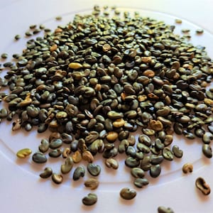 May include: A pile of small, dark green seeds on a white surface. The seeds are oval-shaped and have a slightly rough texture.