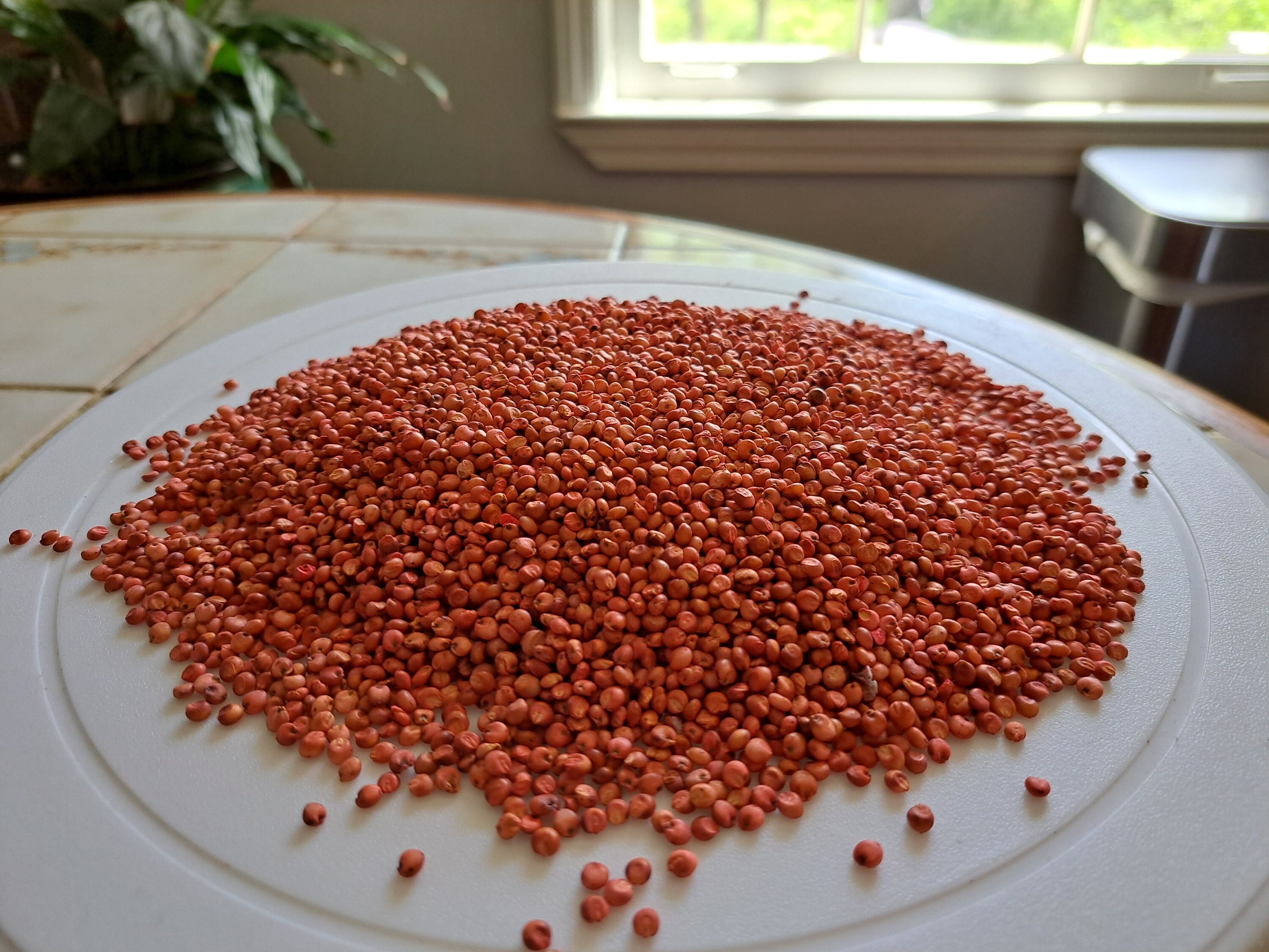 Red Milo Milo Grain Sorghum (sorghum Bicolor) - Gluten-free & Productive Drought ...