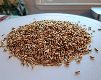 Winter Rye (Secale cereale) - Cold Weather Cover Crop Seeds - 1 pound