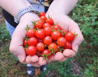 100 Everglades Tomato Seeds - Open Pollinated