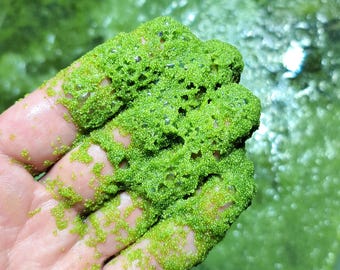 10 Grams LIVE Wolffia globosa - World's Smallest Plant
