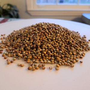 Sorghum Sudan Grass (Sorghum x drummondii) - Fast Growing Cover Crop Seeds - 1 pound