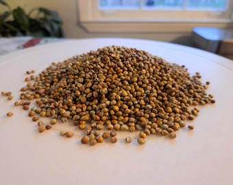 Sorghum Sudan Grass (Sorghum x drummondii) - Fast Growing Cover Crop Seeds - 1 pound