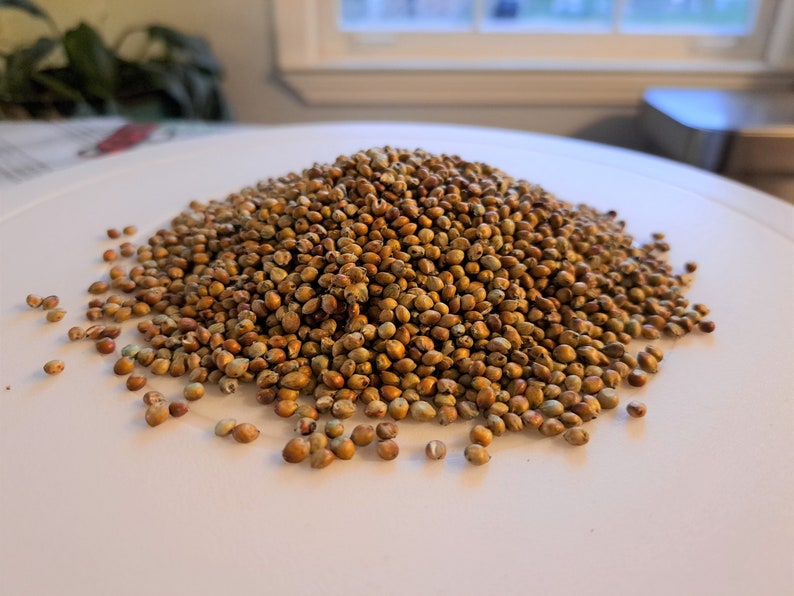 Sorghum Sudan Grass Sorghum x drummondii Fast Growing Cover Crop Seeds 1 pound image 1