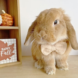 Bunny Ties / Bow, Pet Dress up