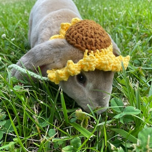 Sunflower Hat, Pet Bunny Hat, Small Pet Hat