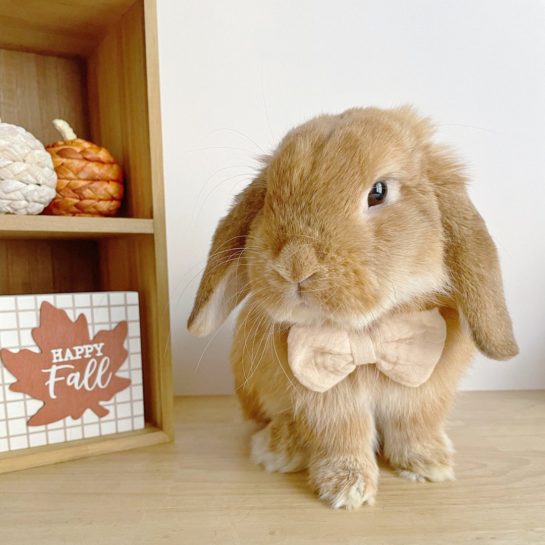 bunnies with bow ties