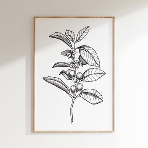 コーヒーの木 | ギャラリーの壁用のコーヒーの木のアートワークのイラスト | studioEmaré | 印刷可能な壁アート