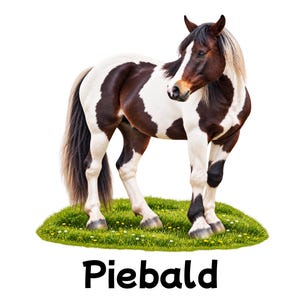 May include: A piebald horse with a dark brown and white coat pattern standing on a patch of green grass. The horse has a dark mane and tail with lighter highlights. The word Piebald is printed in black text below the horse on a white background.