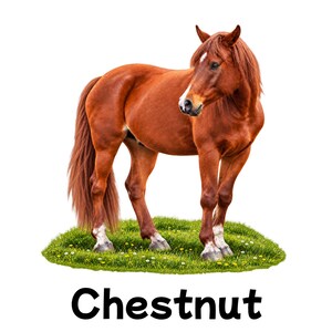 May include: A chestnut horse with a reddish-brown coat, a white blaze on its face, and white markings on its lower legs, standing on a patch of green grass with small yellow flowers. The word Chestnut is printed in black text below the horse.