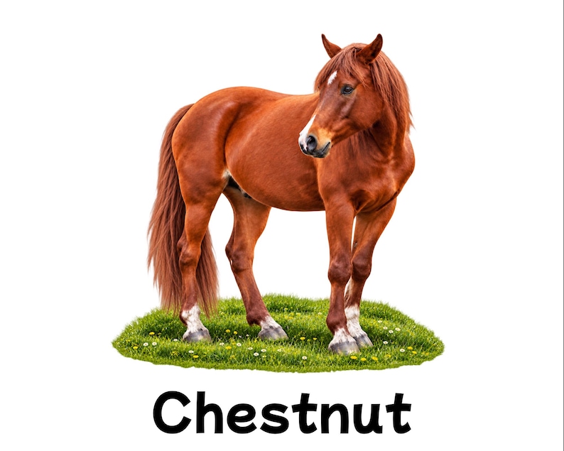 May include: A chestnut horse with a reddish-brown coat, a white blaze on its face, and white markings on its lower legs, standing on a patch of green grass with small yellow flowers. The word Chestnut is printed in black text below the horse.