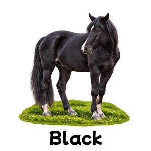 May include: A black horse with a white blaze on its face and white markings on its lower legs, standing on a patch of green grass with small yellow flowers. The word Black is printed in bold, black, sans-serif capital letters below the horse.
