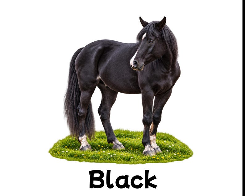 May include: A black horse with a white blaze on its face and white markings on its lower legs, standing on a patch of green grass with small yellow flowers. The word Black is printed in bold, black, sans-serif capital letters below the horse.