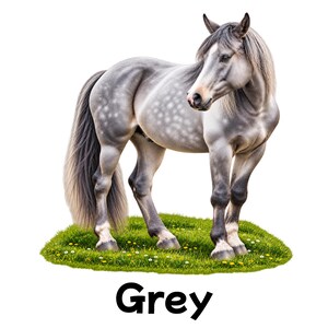 May include: A dapple grey horse with a long mane and tail standing on a patch of green grass with small yellow and white flowers. The horse has a muscular build and a light grey coat with darker grey spots. The word Grey is printed below.