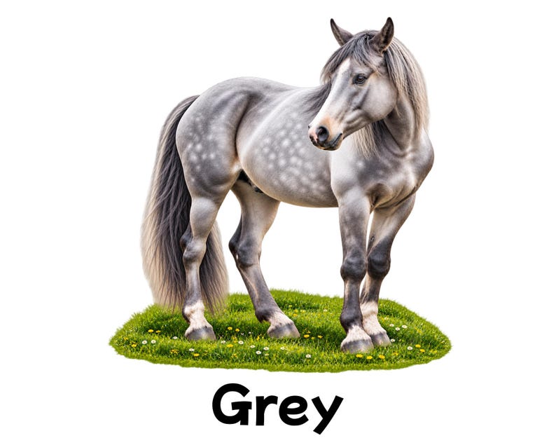 May include: A dapple grey horse with a long mane and tail standing on a patch of green grass with small yellow and white flowers. The horse has a muscular build and a light grey coat with darker grey spots. The word Grey is printed below.