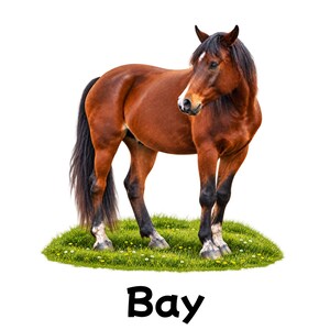 May include: A bay horse with a brown coat, black mane, tail, and lower legs, featuring a white facial stripe and white markings on the hooves, standing on a patch of green grass with the word Bay printed in black text below the animal.