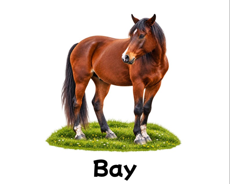 May include: A bay horse with a brown coat, black mane, tail, and lower legs, featuring a white facial stripe and white markings on the hooves, standing on a patch of green grass with the word Bay printed in black text below the animal.