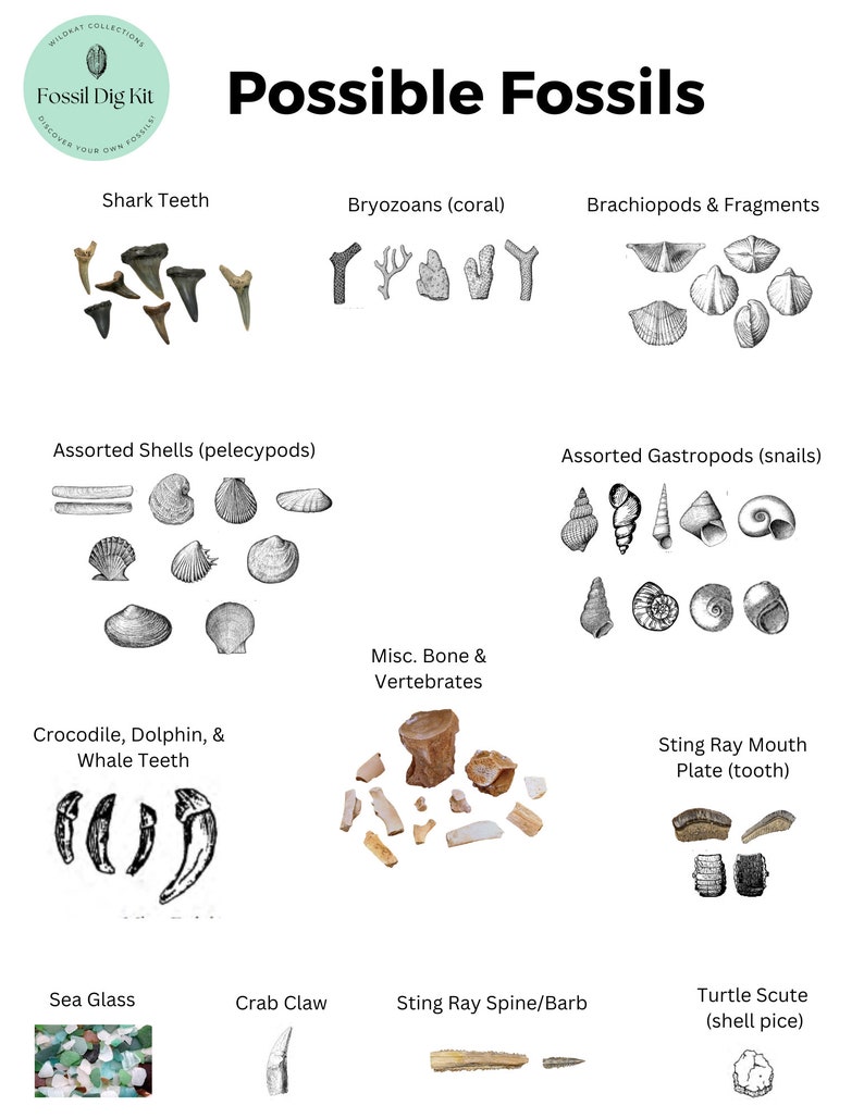 Dig Your Own Fossils Kit Fossils at Home Gift Great for Kids