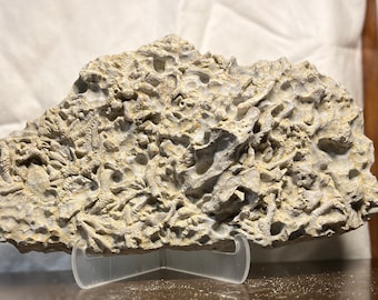 Fossilized Bryozoan Colony From Southwest Ohio | Fossils in Matrix | Fossil Plate