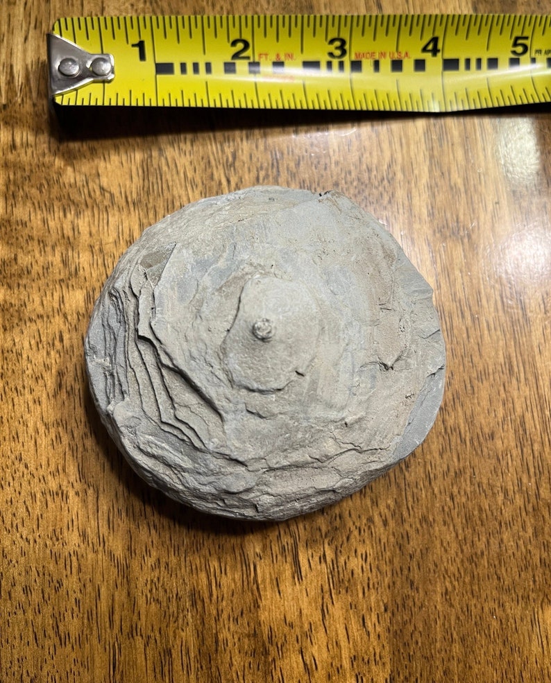 Beautiful Native American Discoidal Stone Stone Tool Etsy