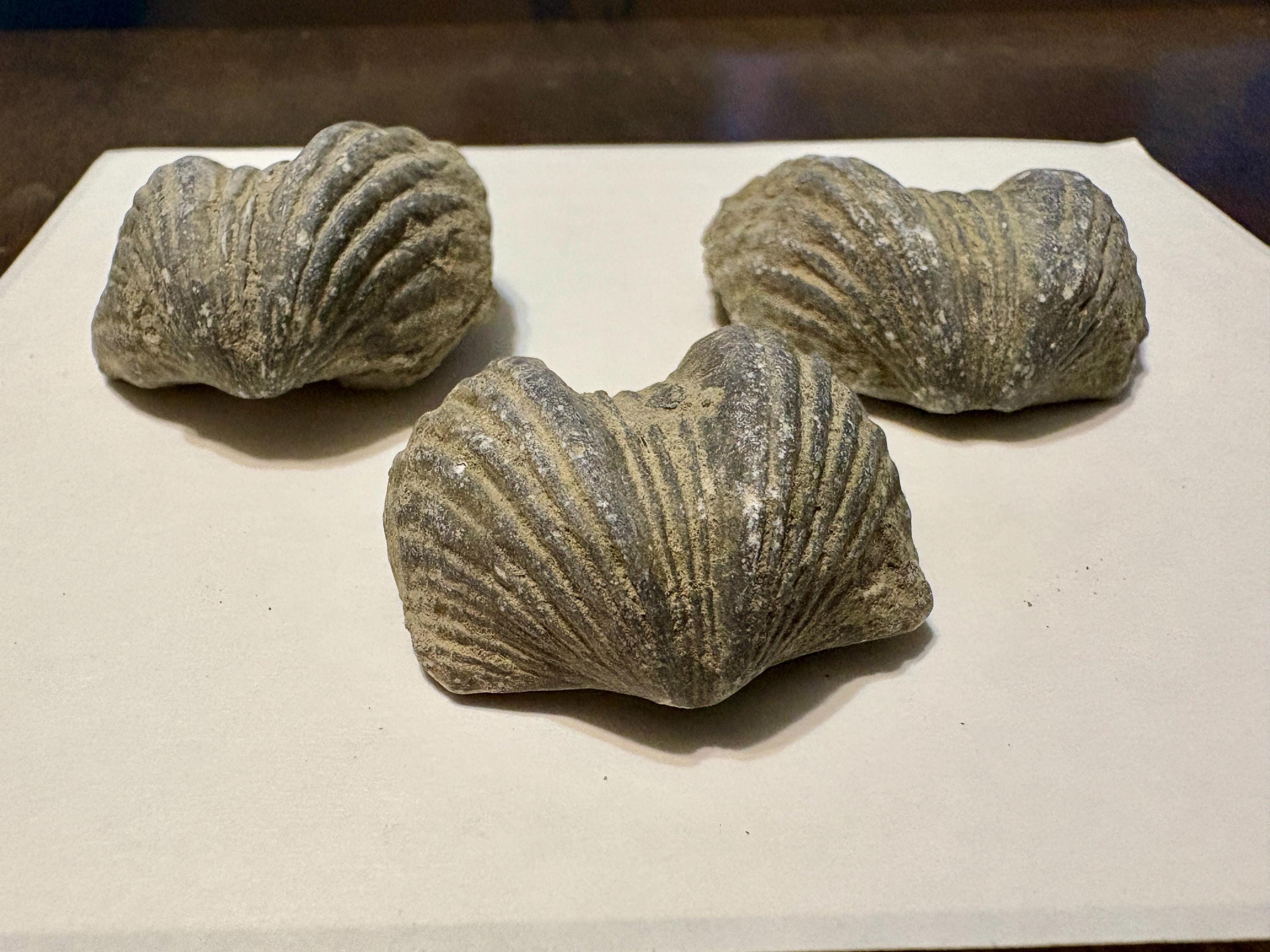 Authentic Brachiopod Fossil | Ordovician Specimen, Southwest Ohio