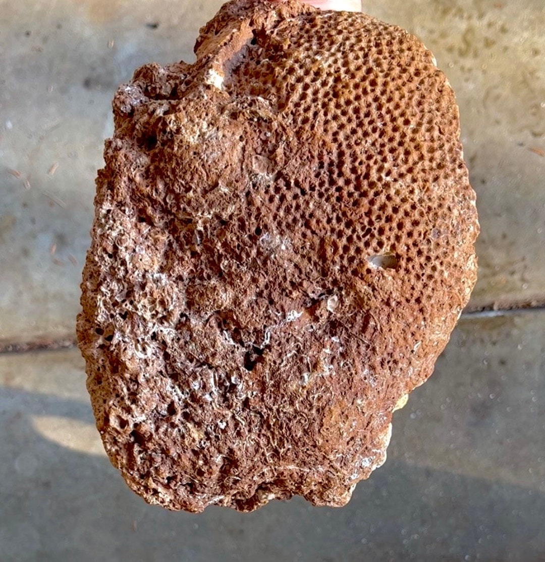 HUGE Fossil Amazingly Well Preserved Great Gift Etsy