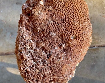 HUGE Honeycomb Fossil | Amazingly Well Preserved | Great Gift for Collectors or Ocean Lovers