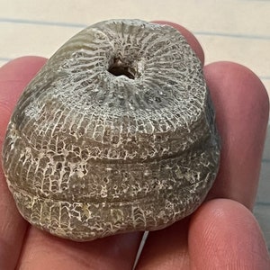 Amazing Agatized Rugose Horn Coral Fossil | Rugosa | Natural Raw Horn Coral Fossil |