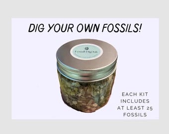 Fossil Dig Kit | 25+ Shark Teeth, Coral, Gems