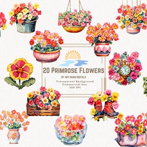 20 Primrose Flowers Clipart Bundle Febbraio Birthmonth Fiori PNG Acquerello Clipart Digital Download Colorato rustico Vintage Junk Journal