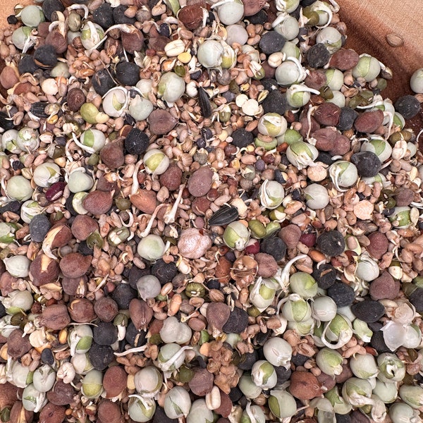 Organic Freeze Dry:"Sprouted/Soaked” Sprouts (ready to eat) For all Birds/Parrots.