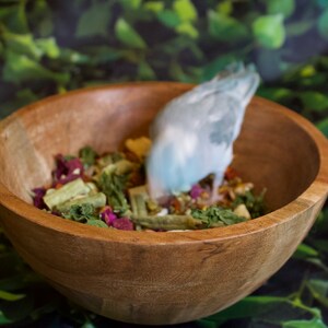 May include: A wooden bowl filled with a variety of dried vegetables and herbs. A light blue bird is perched on the edge of the bowl, looking down at the food.

“Runzas organic bird seed blend with dried vegetables, flowers, and herbs for parrots and small birds”