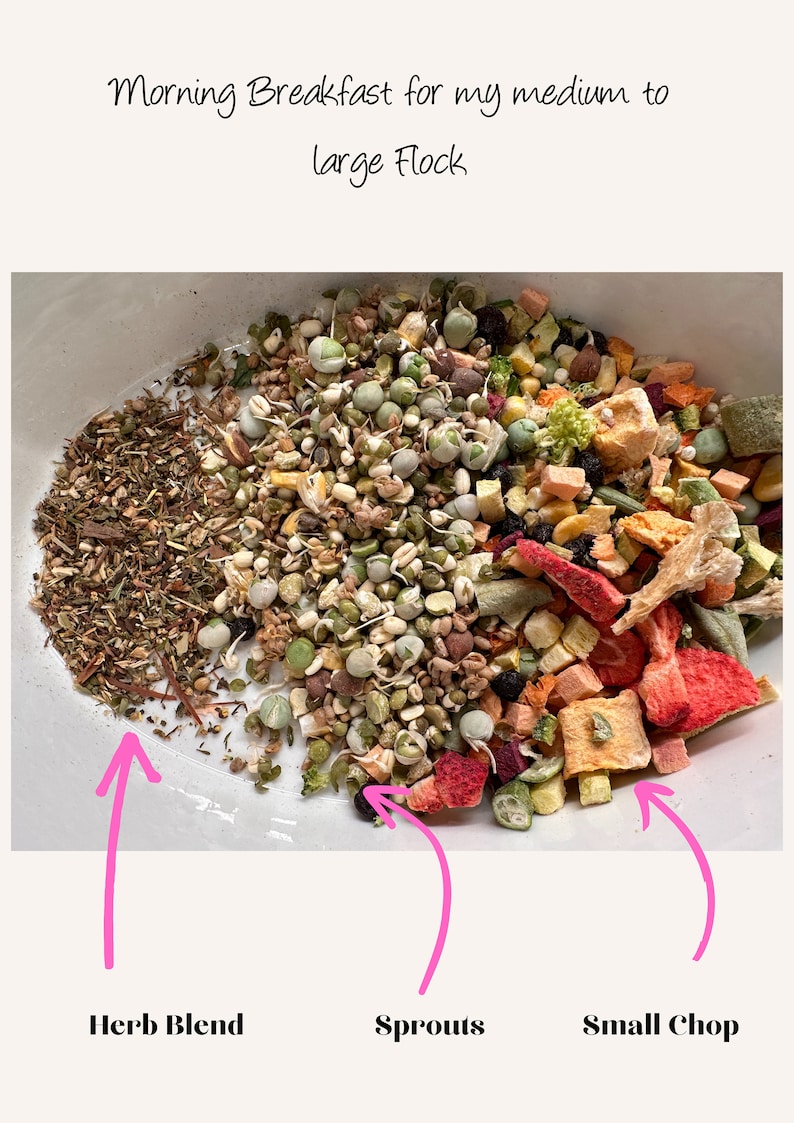 May include: A white bowl filled with a mixture of dried fruit, sprouts, and herbs. The bowl is labeled "Morning Breakfast for my medium to large Flock". The ingredients are labeled "Herb Blend", "Sprouts", and "Small Chop".