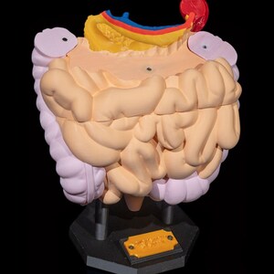 3D Printed Digestive System Model for Classrooms - Etsy